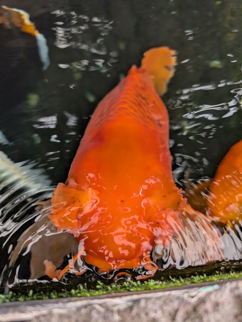 The Koi Pond That Turns Lunch Into Meditation