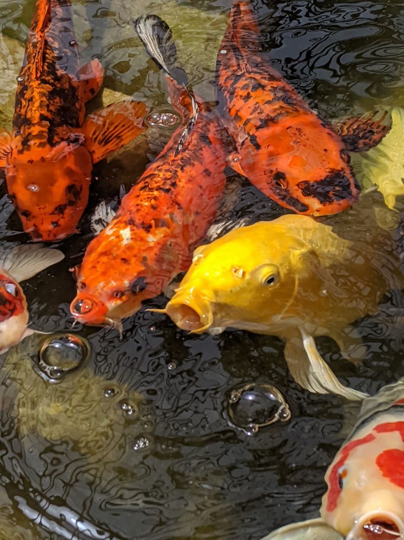 The Koi Pond and a Soundtrack of Soft Music
