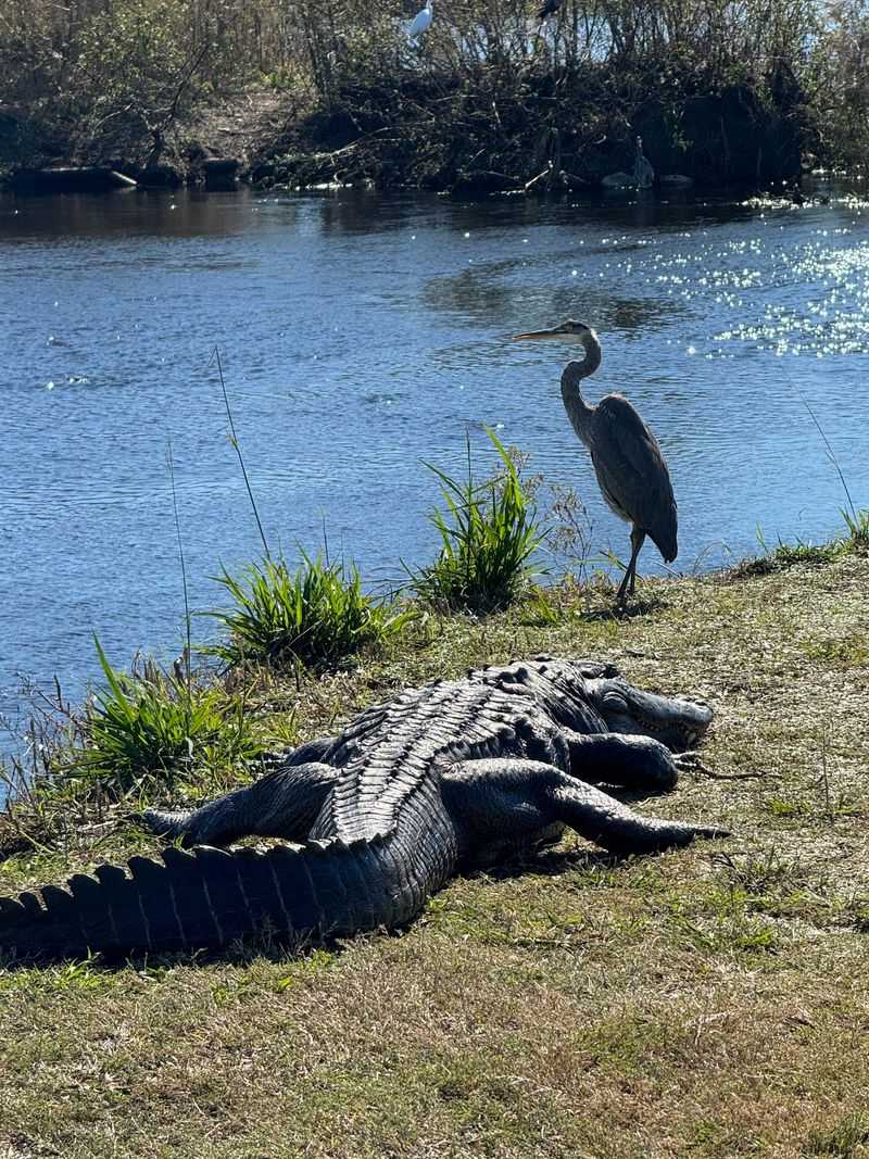 The La Chua Trail Is A Wildlife Jackpot