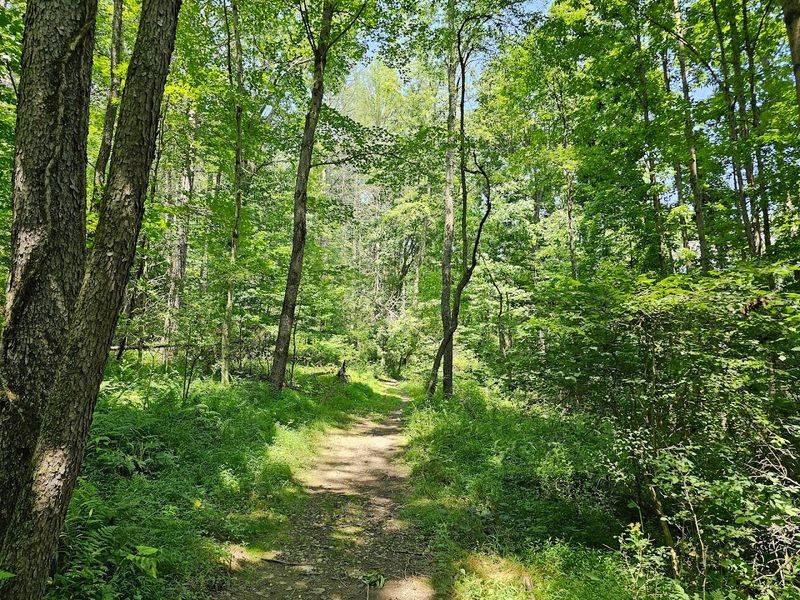 Wildlife Sightings Are Surprisingly Common Along the Path