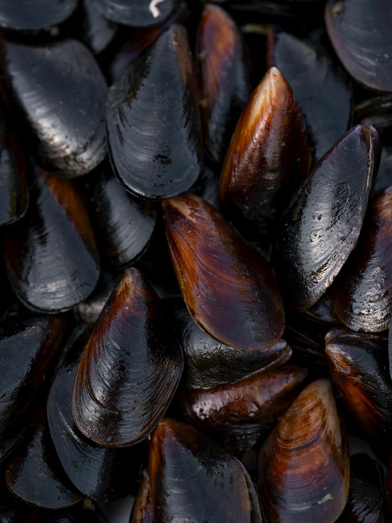 Mussels Worth Talking About