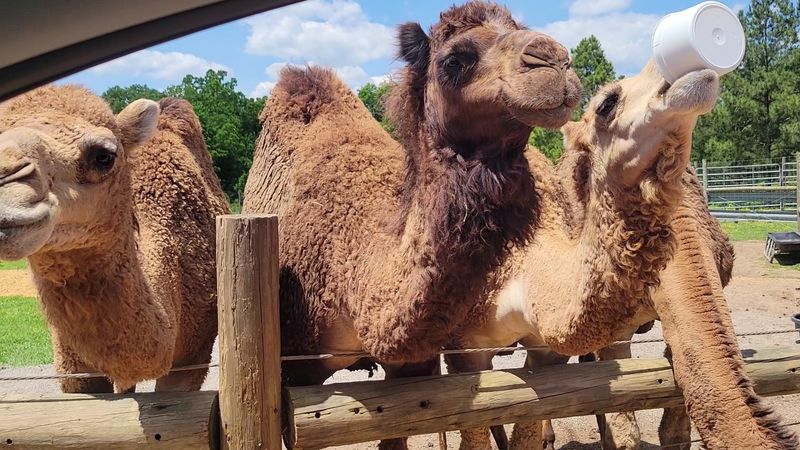 Animals That Move At Their Own Pace And Own The Space