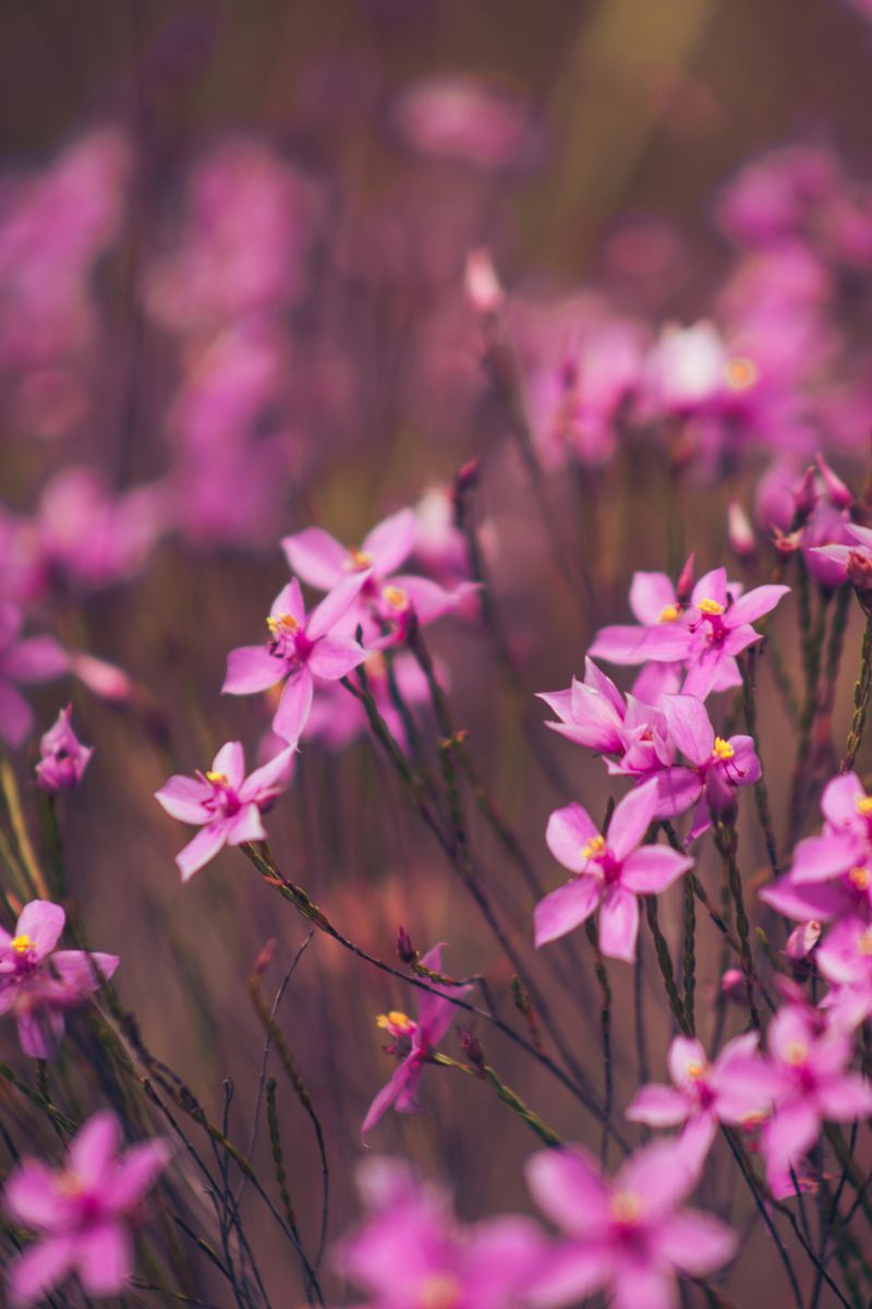 Wildflower Spring Farm, Near Tombstone