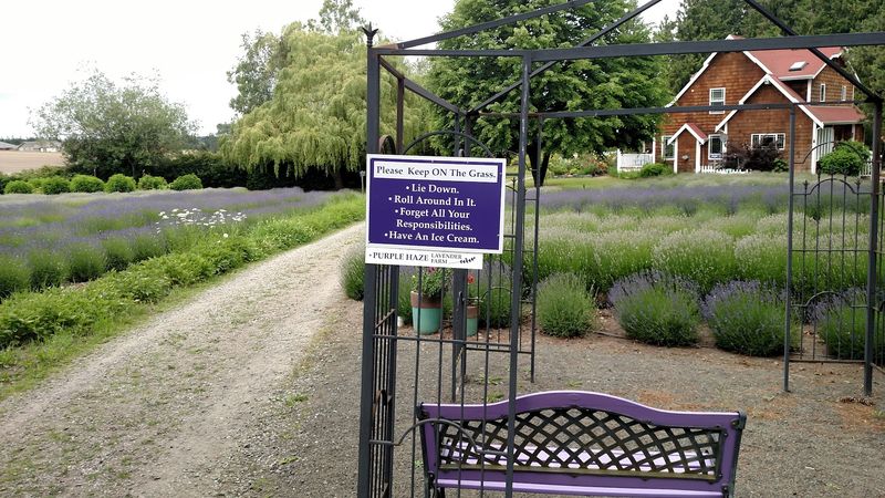 The Lavender Festival