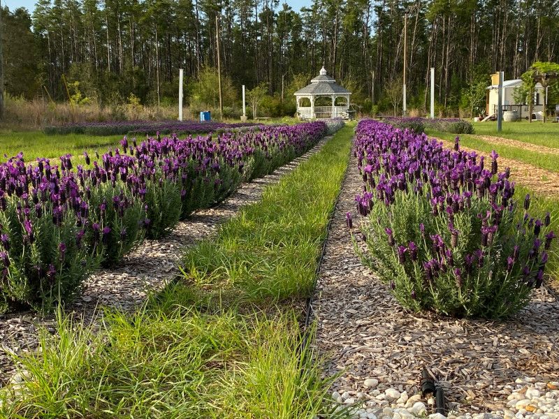 The Lavender Fields Experience