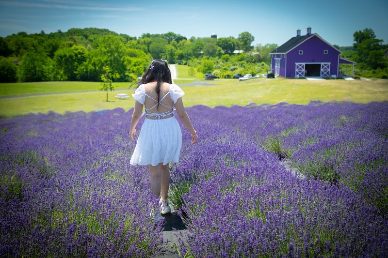 The Lavender Fields In Full Bloom The Lavender Fields In Full Bloom