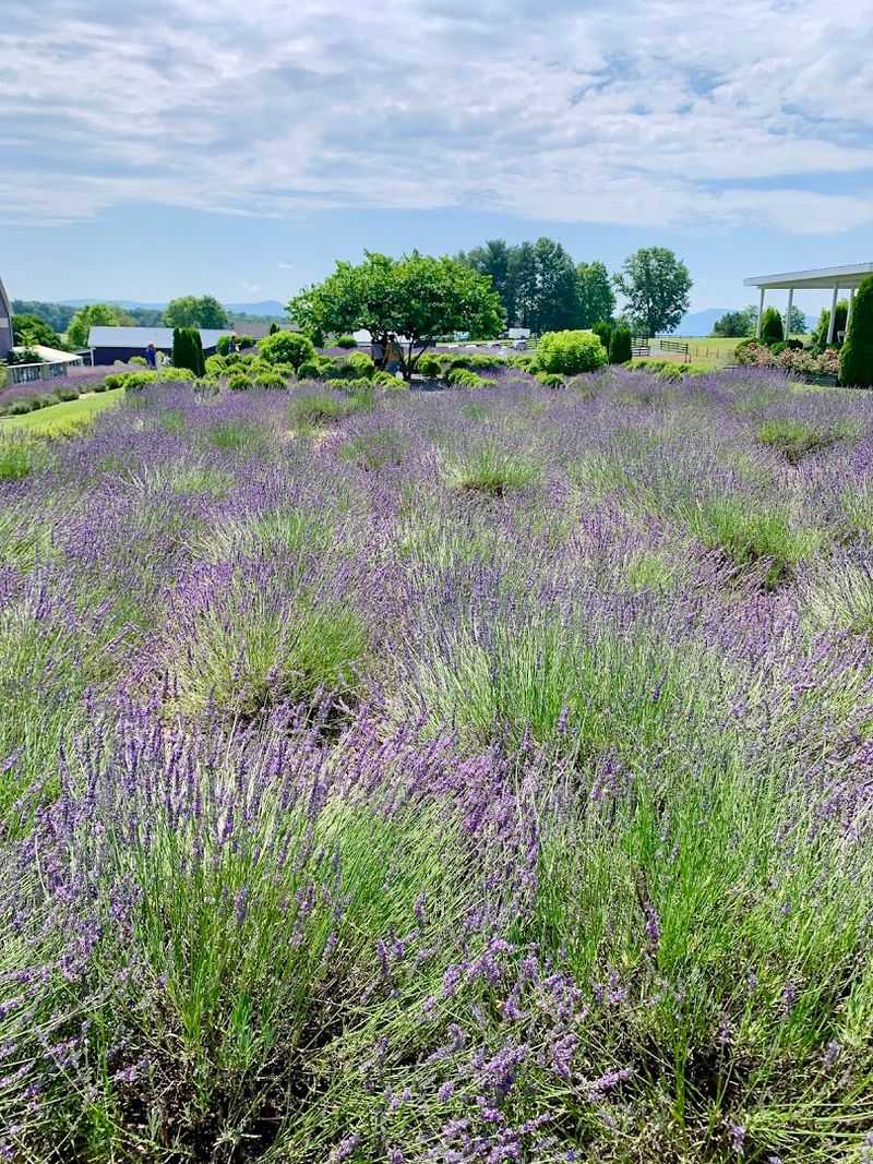 The Lavender Fields That Actually Stop You In Your Tracks