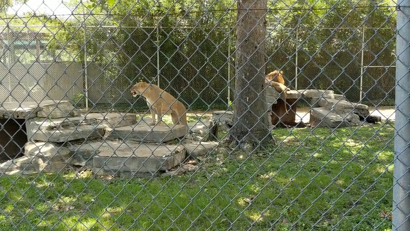 The Layout Balances Old And New Zoo Design