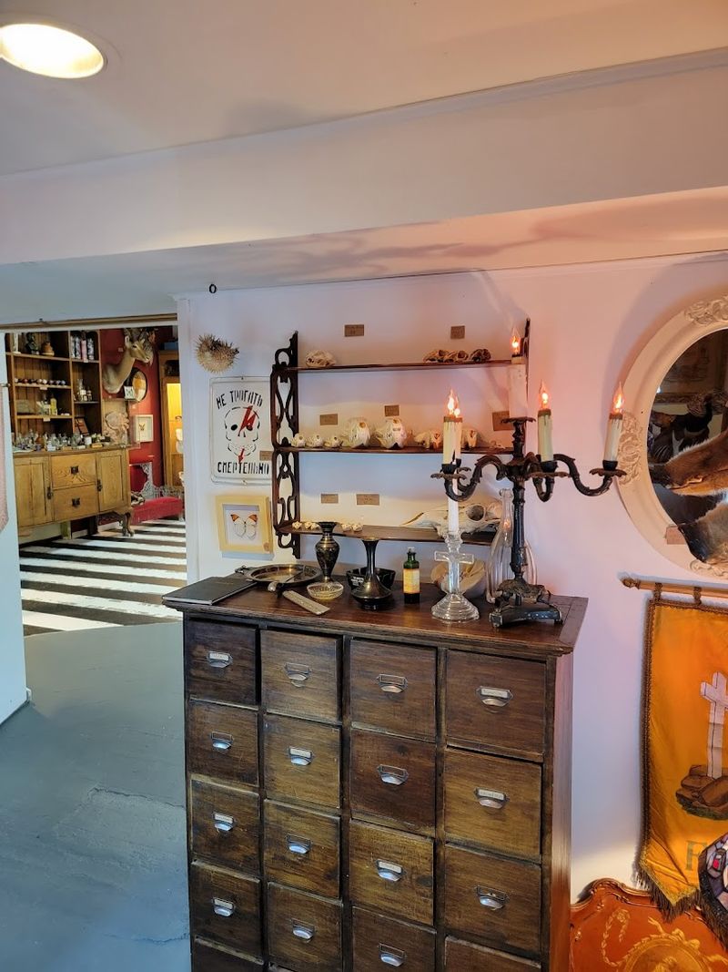 Taxidermy That Actually Feels Artful