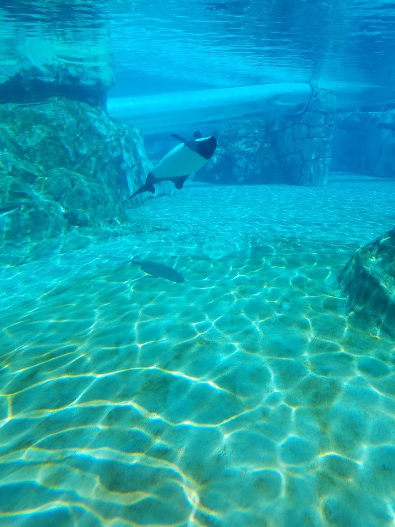 Animals Beyond The Dolphins Make This Park Feel Like A Wildlife Destination