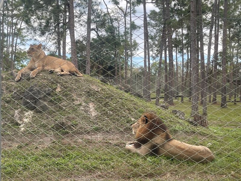 The Lions of Lion Country Safari The Lions of Lion Country Safari