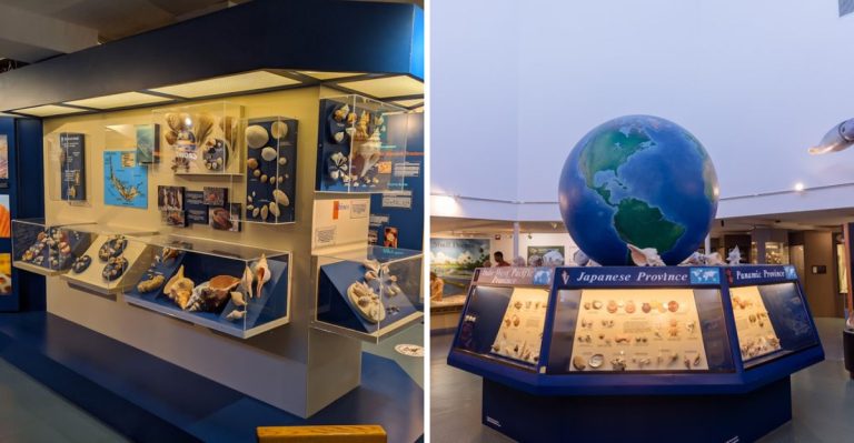 The Little-Known Florida Museum That Houses One Of The World’s Most Impressive Shell Collections