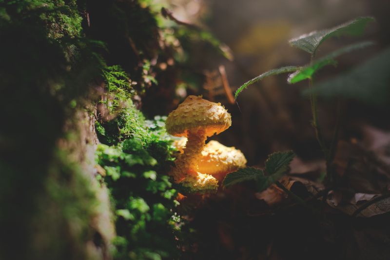 The Little Luminescent Panellus The Little Luminescent Panellus