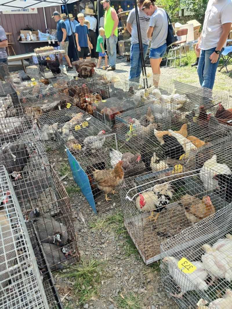 The Live Animal Auction Draws Serious Attention