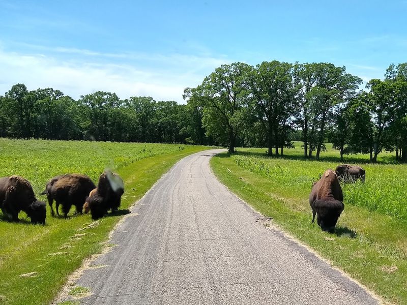 The Living Icons Of The Prairie