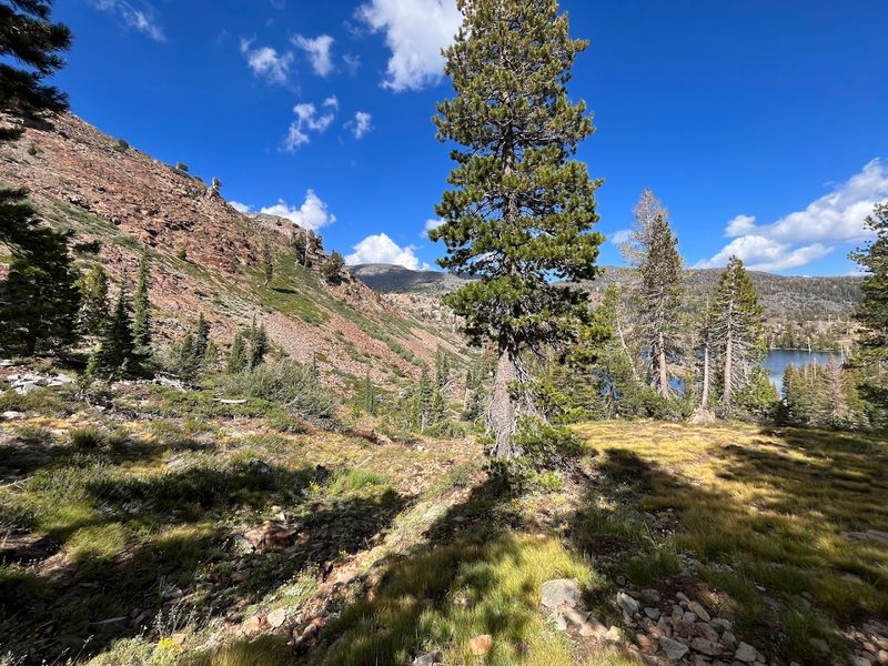 The Living Side Of Desolation Wilderness