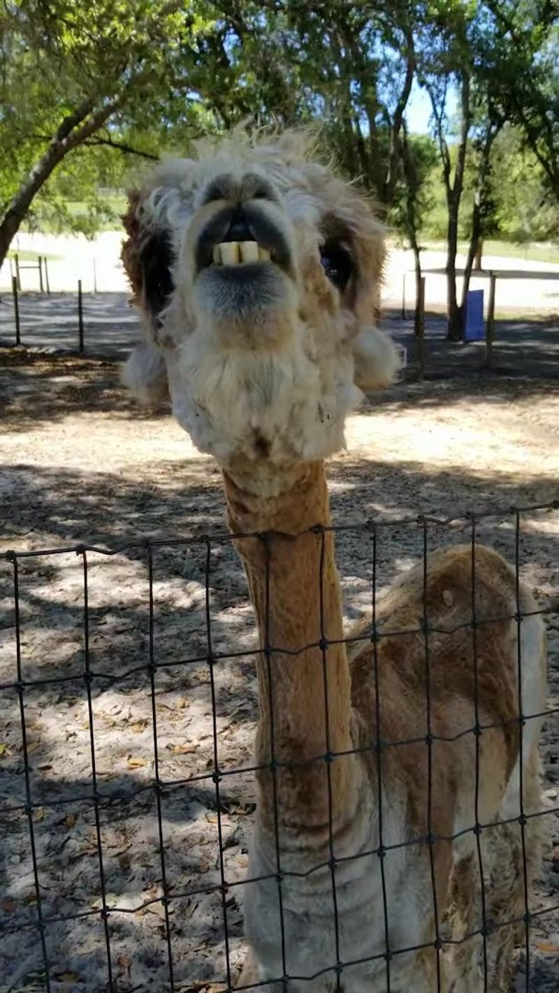 The Llamas That Steal The Show