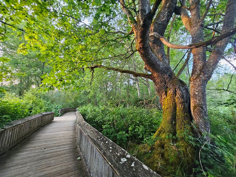 The Long Boardwalk Reaching Into the Marsh The Long Boardwalk Reaching Into the Marsh