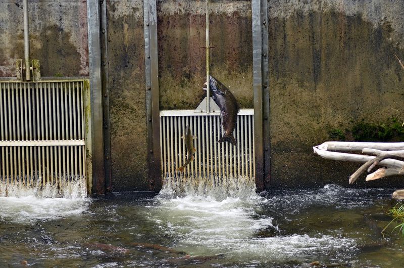 The Long Road Home for Issaquah Creek Salmon