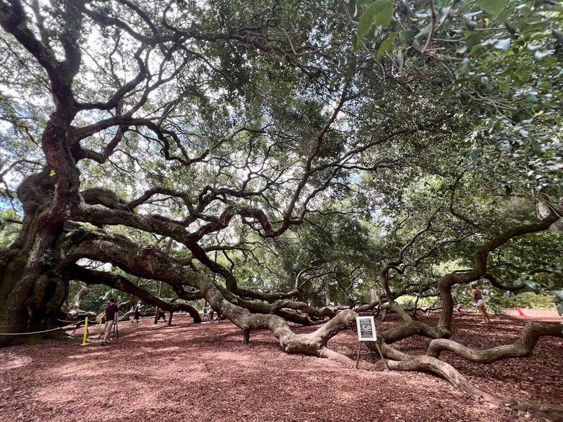 The Longest Limb Stretches An Astonishing 89 Feet From The Trunk