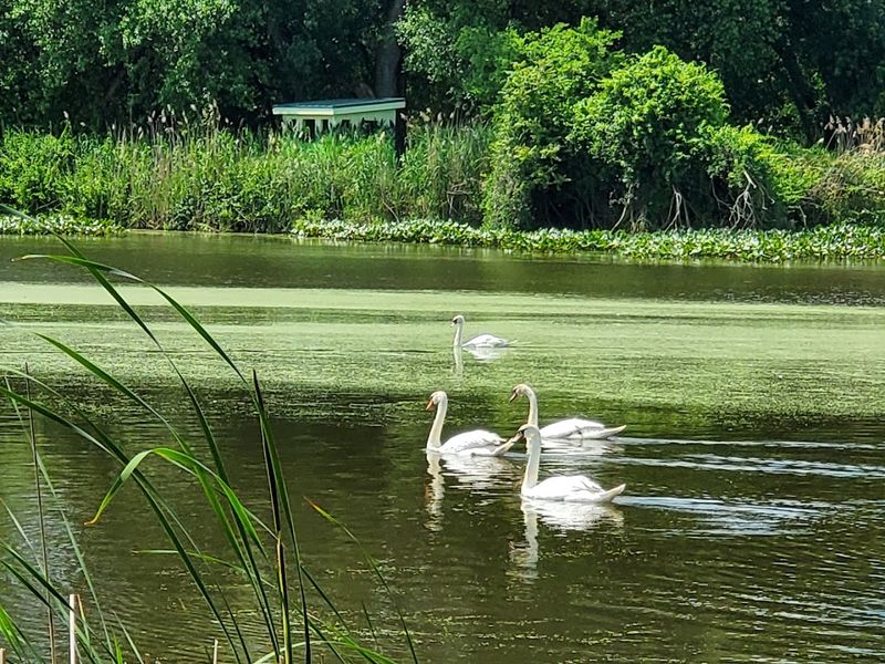 Birds You Can Actually Expect To See