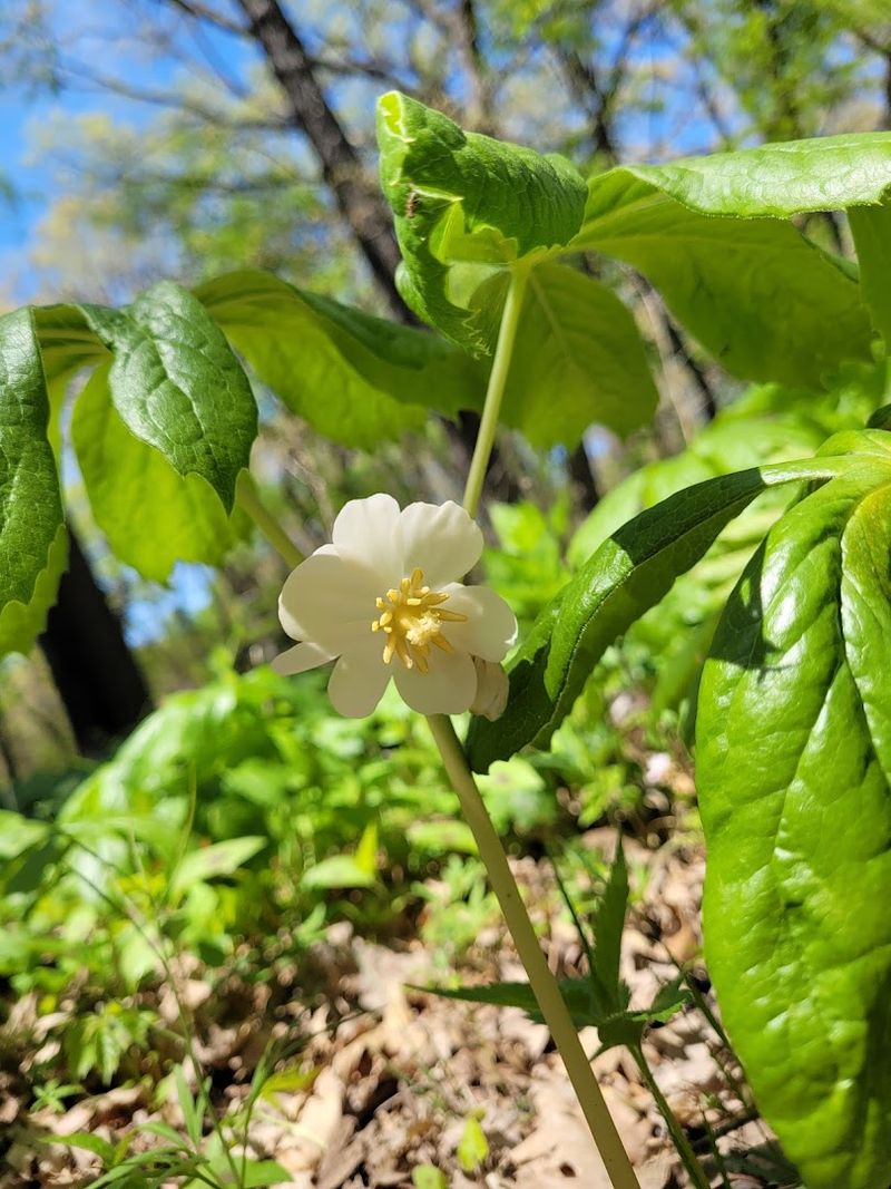 Native Bees Are The Prairie's Most Hardworking Pollinators