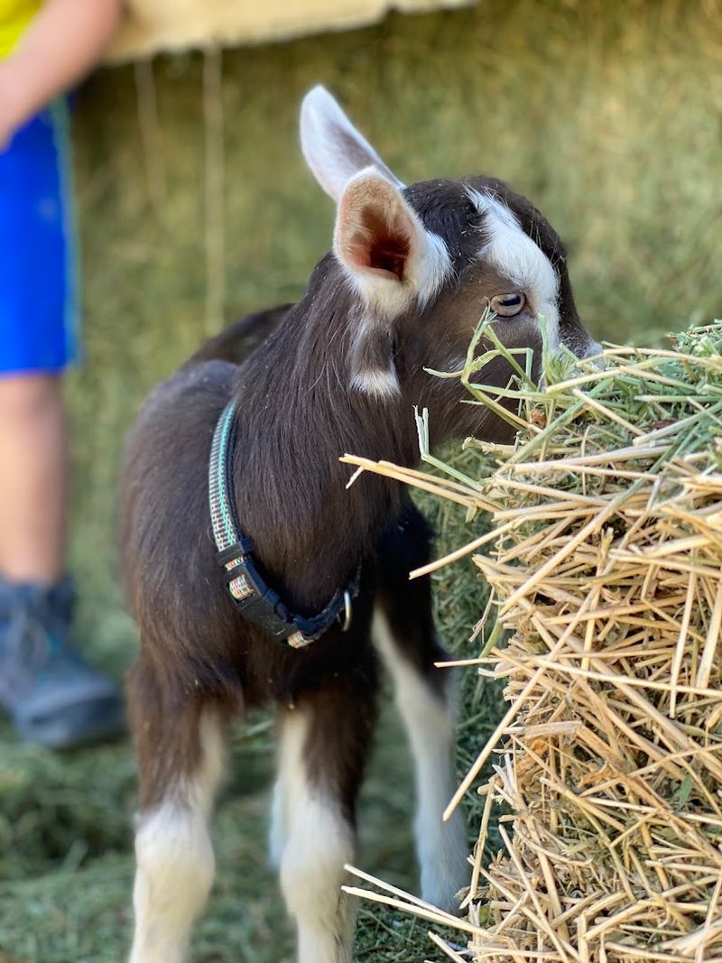 The Magic Of Bottle Feeding Baby Goats In Arizona The Magic Of Bottle Feeding Baby Goats In Arizona