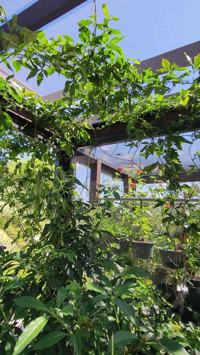 The Magical Butterfly House