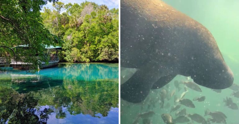 The Magical Underwater Observatory In Florida Where You’ll Meet Manatees Face-To-Face