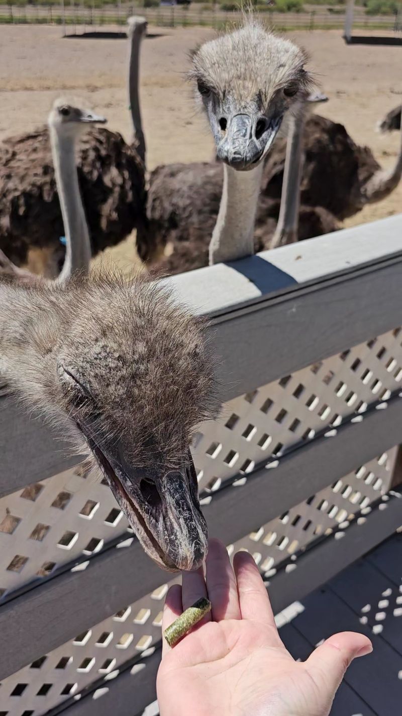 The Main Event: A Flock of Hungry Ostriches
