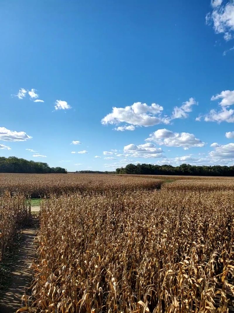 The Maize At Little Darby Creek