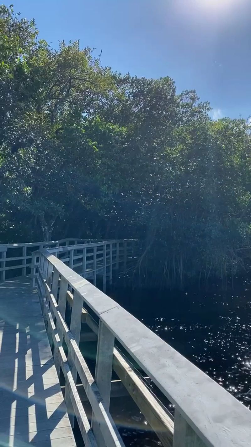 The Manatee Lookout Everyone Is Waiting For The Manatee Lookout Everyone Is Waiting For