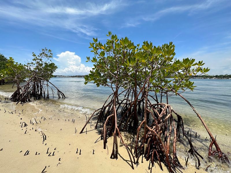 The Mangrove Estuary Trail Reveals A Hidden World Of Wildlife The Mangrove Estuary Trail Reveals A Hidden World Of Wildlife