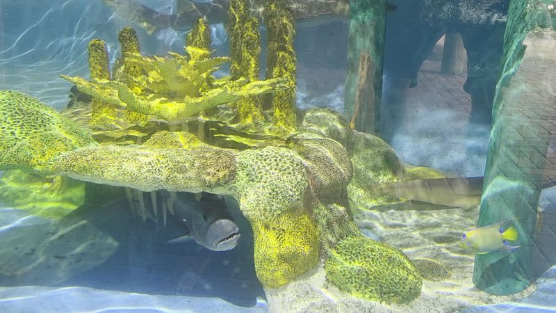 The Marine Life That Shouldn't Be There