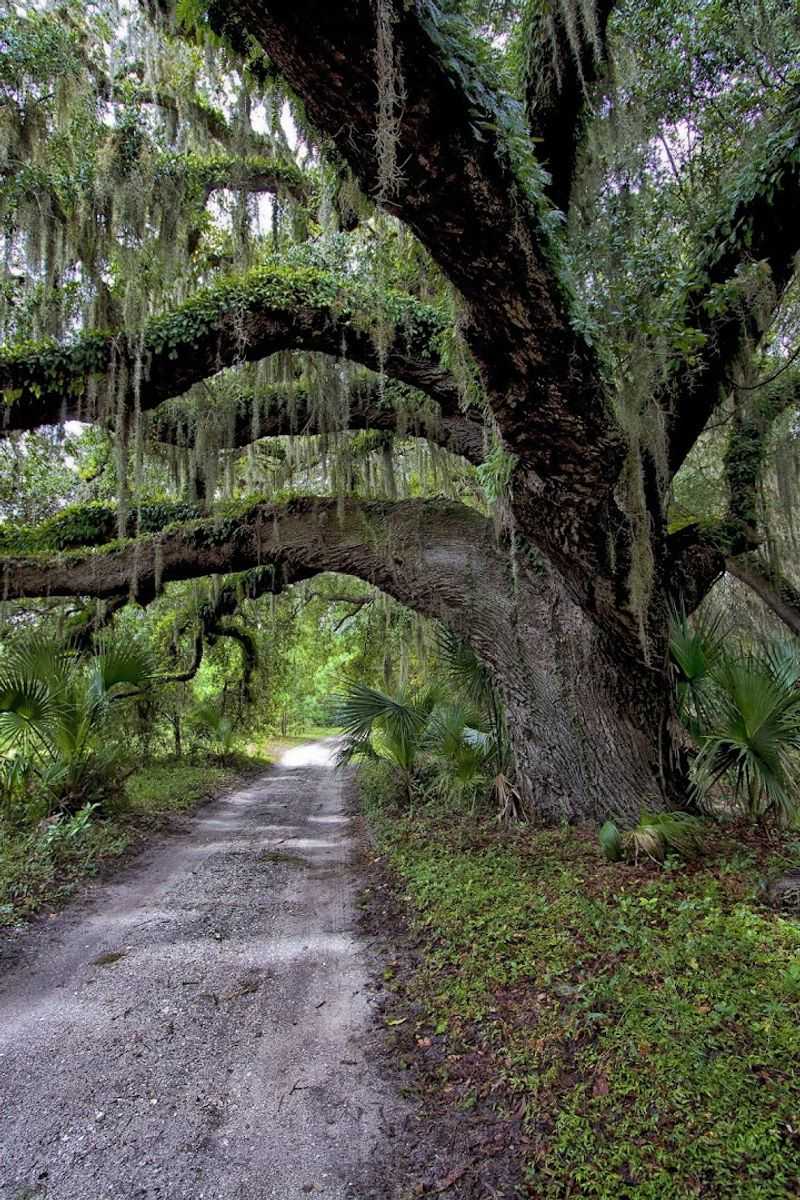 The Maritime Forest That Feels Like Another World