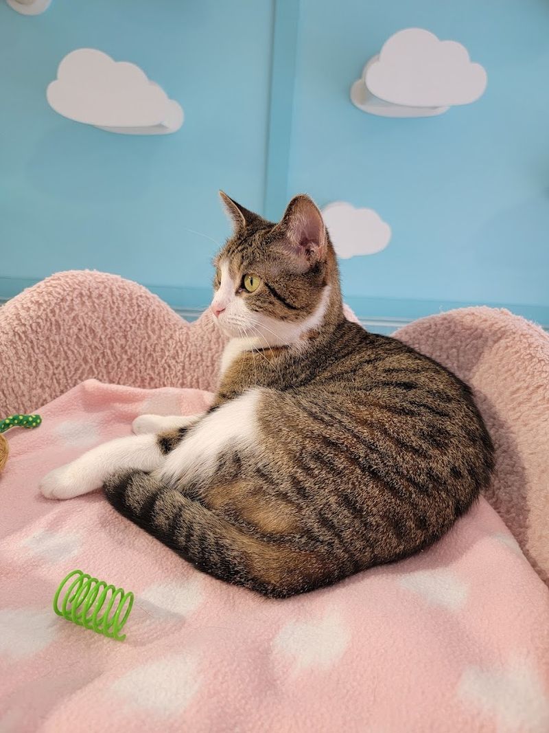 The Adoption Mission: More Than Just a Pretty Cafe