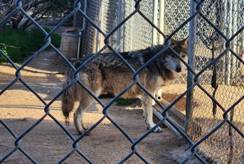 The Mexican Gray Wolf And Conservation Breeding