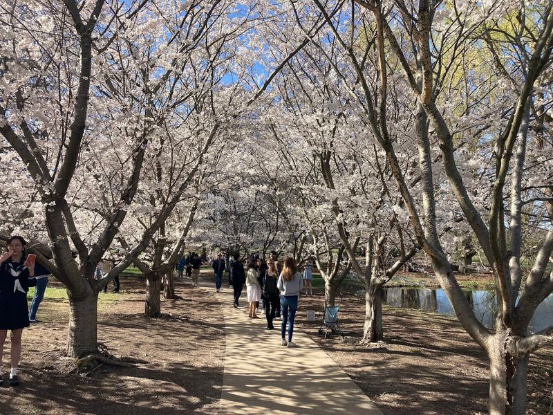 The Midwest’s Quiet Cherry Bloom