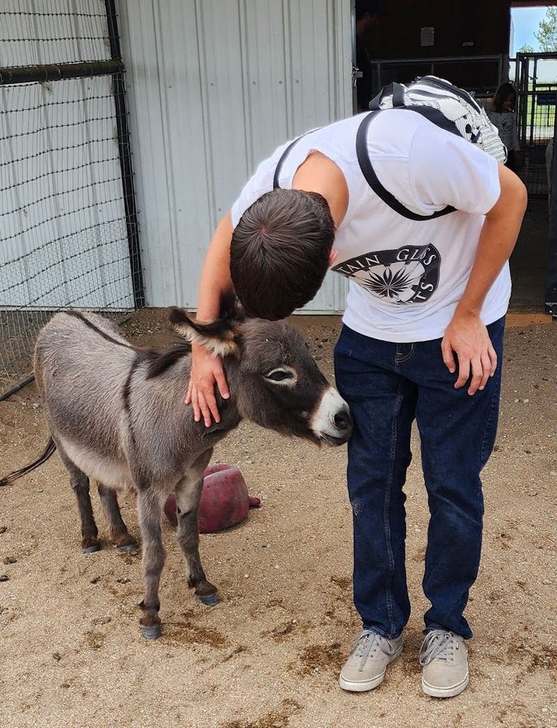 The Mini Donkeys That Started It All