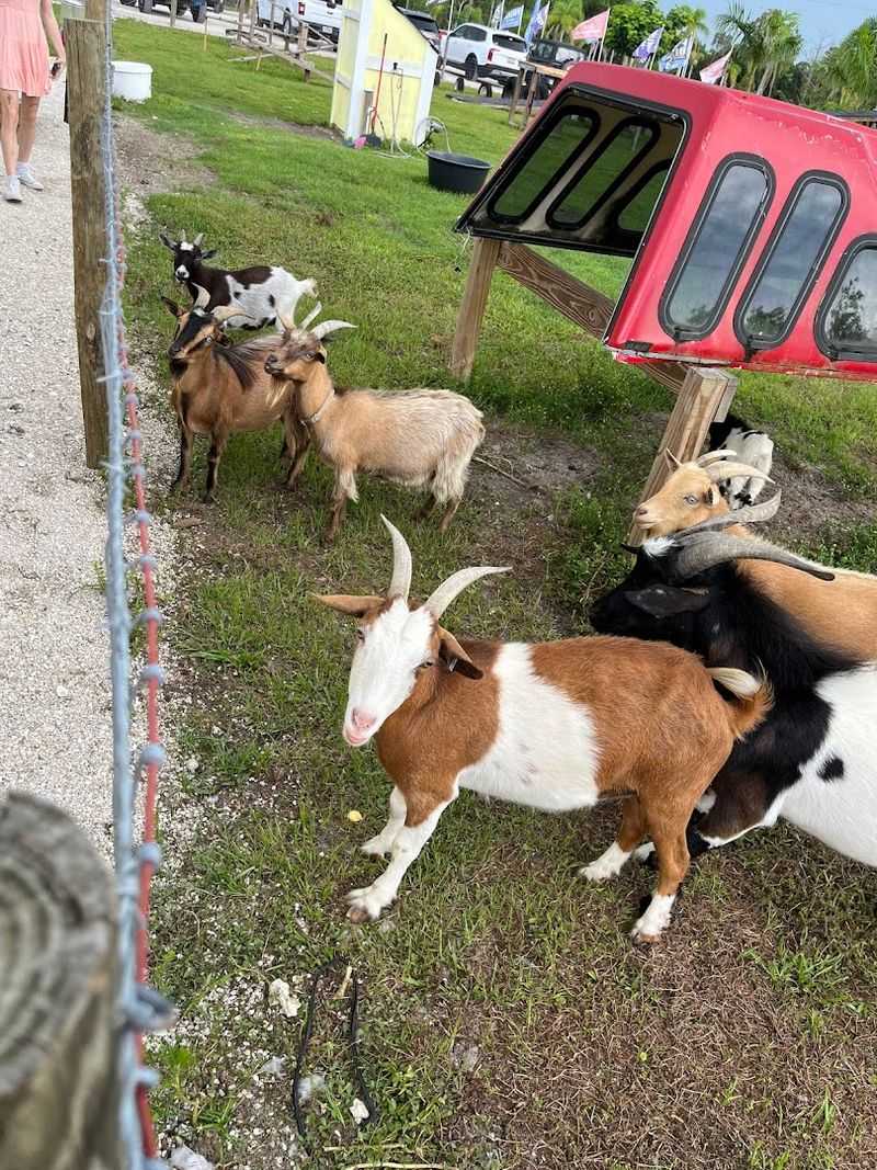 The Miniature Animals That Started It All