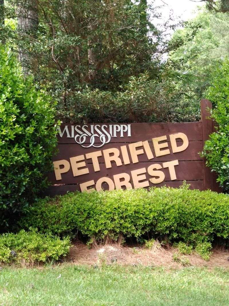 The Mississippi Petrified Forest Deserves A Spot On Your Bucket List The Mississippi Petrified Forest Deserves A Spot On Your Bucket List