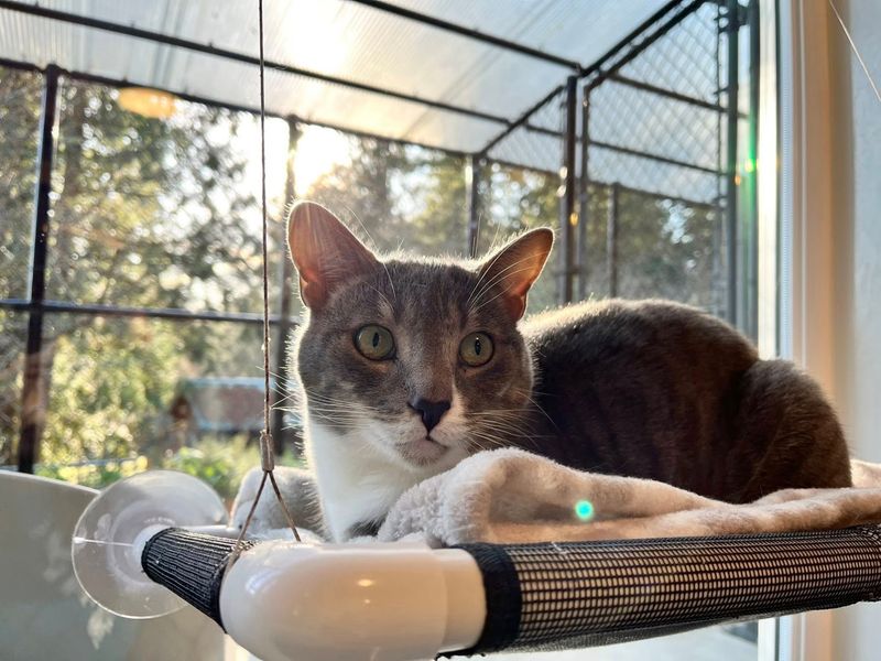 The Mobile Spay and Neuter Clinic Making a Difference