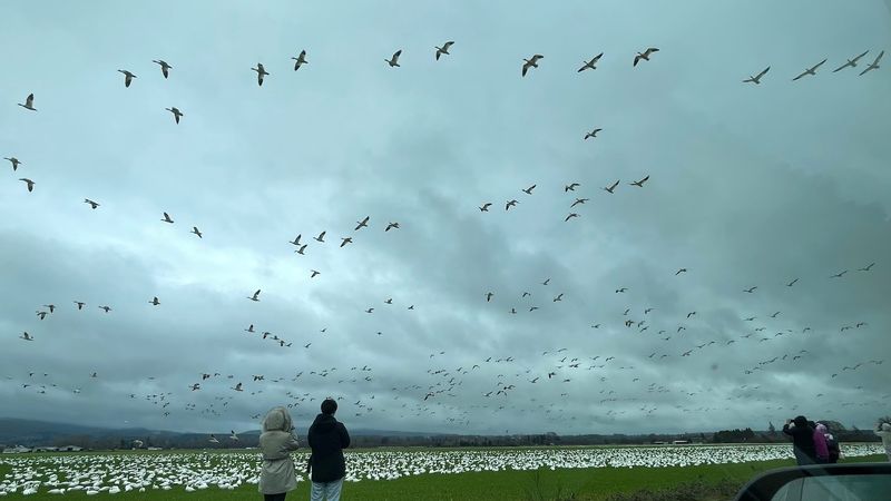 The Moment the Whole Flock Lifts Off