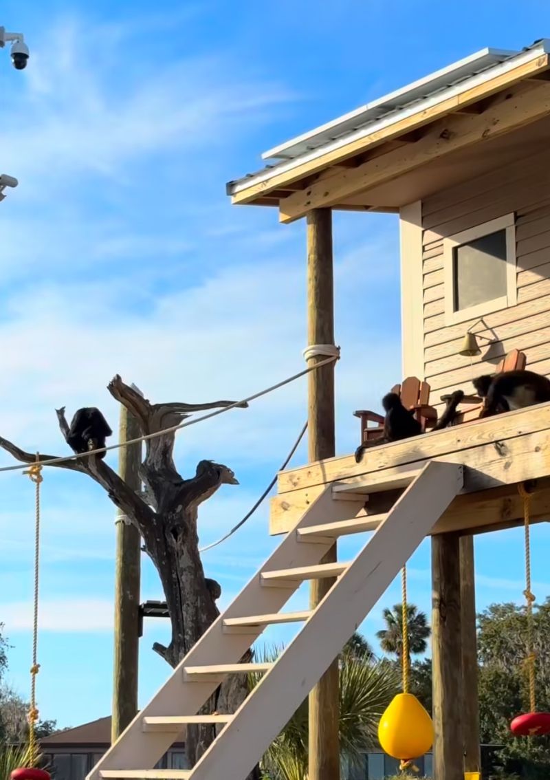 The Monkey Bar - Where Snacks Meet Spider Monkeys The Monkey Bar - Where Snacks Meet Spider Monkeys