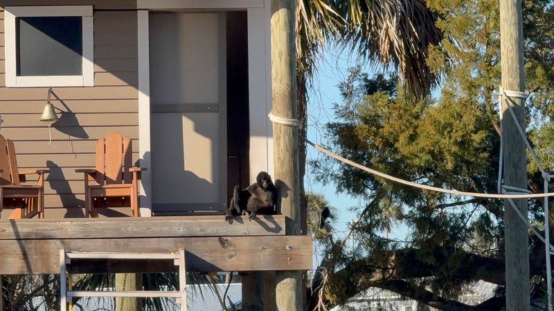 The Monkeys Have Their Own Air-Conditioned Cabin The Monkeys Have Their Own Air-Conditioned Cabin