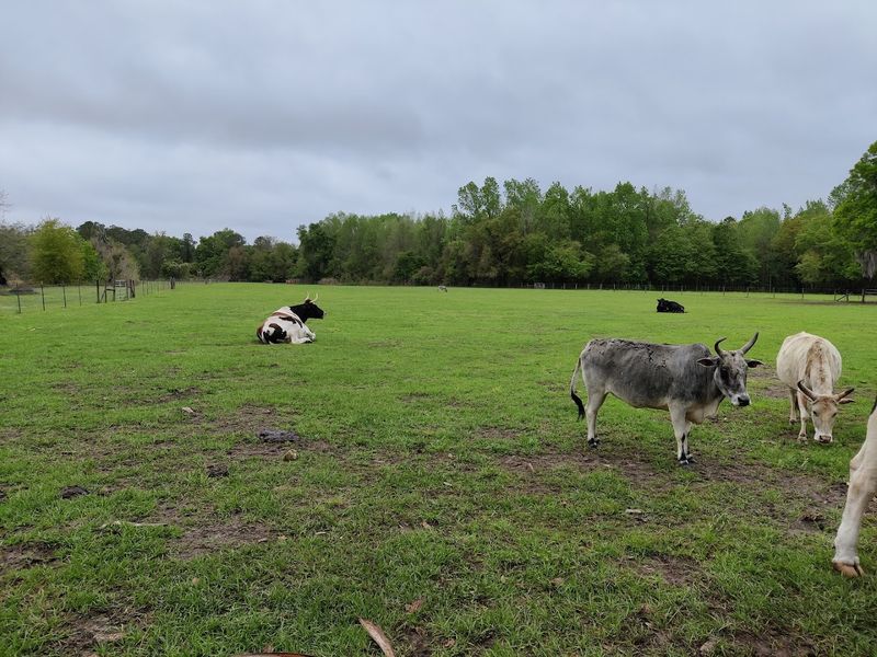 The Monthly Farmer's Moo-ket Experience