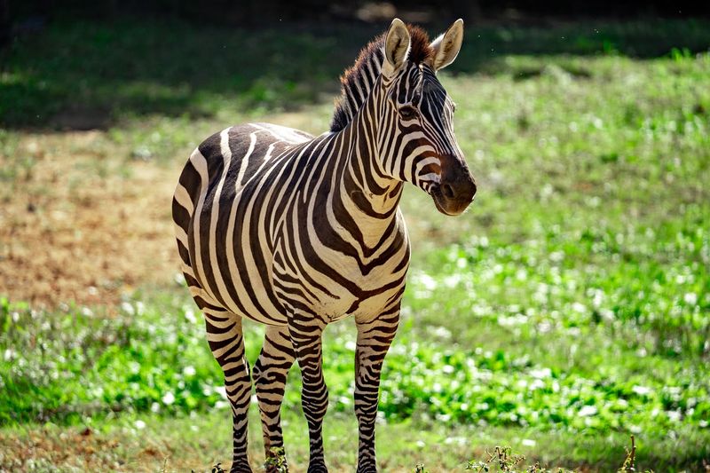 The Zebras That Made Me Rethink Everything I Thought I Knew About Stripes