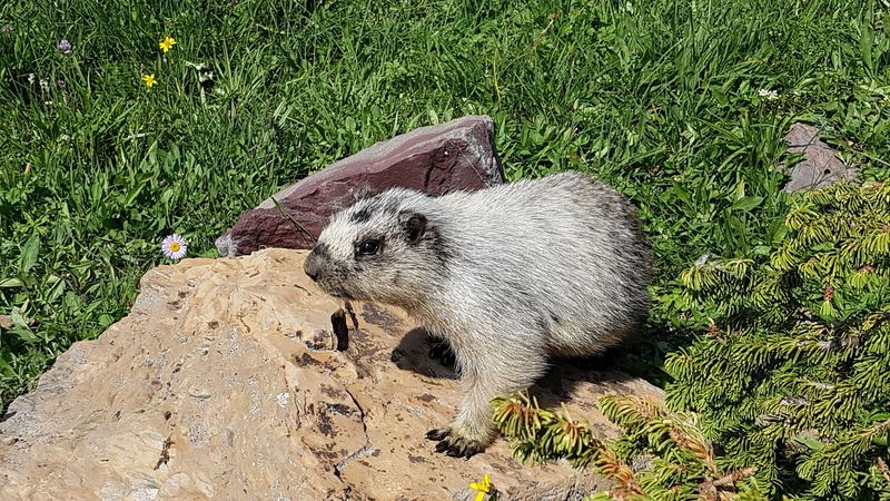 Mountain Goats, Bears, And Bighorn Sheep