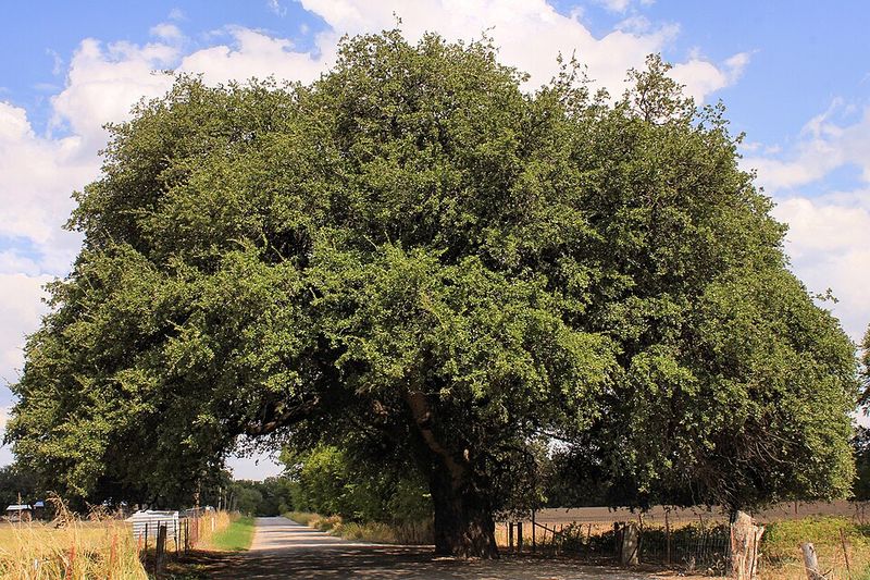 The Mother Tree That Started It All The Mother Tree That Started It All