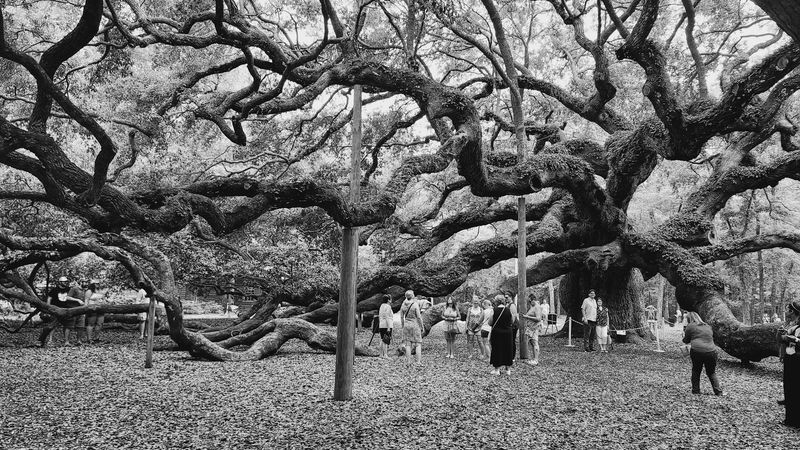 The Name Angel Oak Has An Interesting History Tied To The Land's Former Owners
